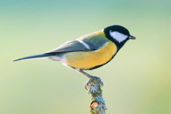 Great Tit - Parus Major, Is A Passerine Bird In The Tit Family Paridae. It  Is A Widespread And Common Species Throughout Europe, The Middle East,  Central And Northern Asia, And Parts